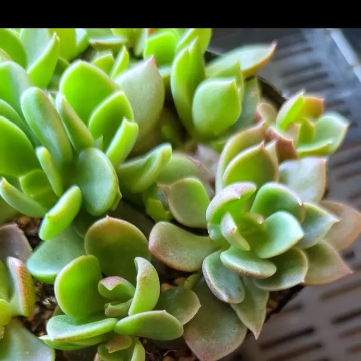 多肉植物　9点　抜き苗 多肉植物 抜き苗 インディカ 9センチポット - メルカリ
