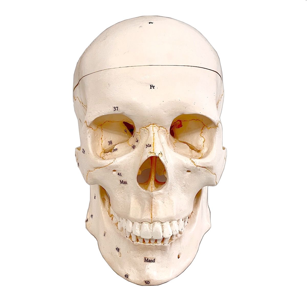 USED』 頭蓋骨解剖模型 番号付 3分解 人体模型 - メルカリ