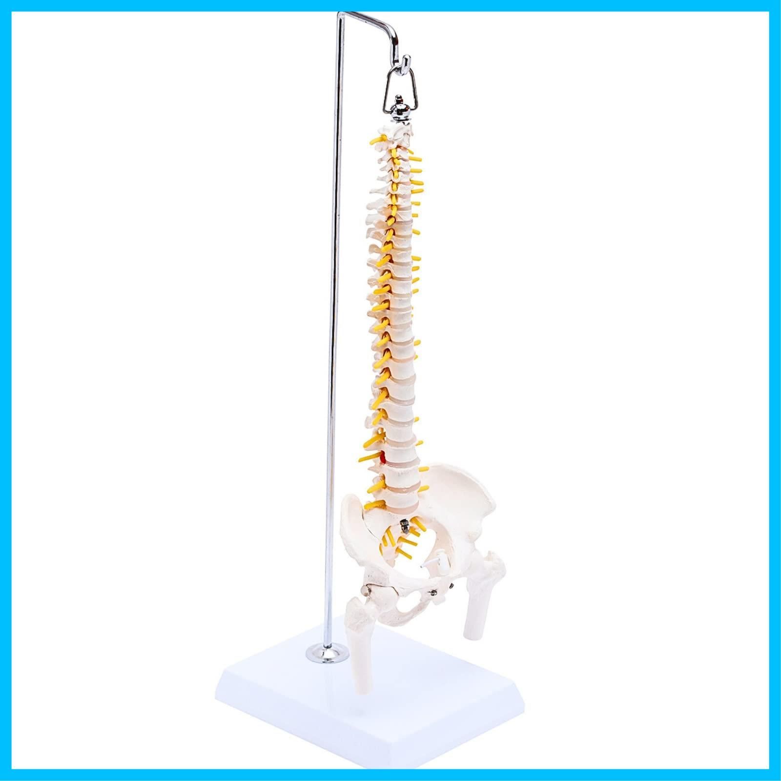 商品 1|2サイズなのに高精度かつグニャと背骨を動かせるミニ脊柱模型 約45cm 人体模型 骨模型 骨格標本 骨盤 KIYOMARU 理学療法士監修 可動する骨盤と股関節 女性骨盤 台座付き