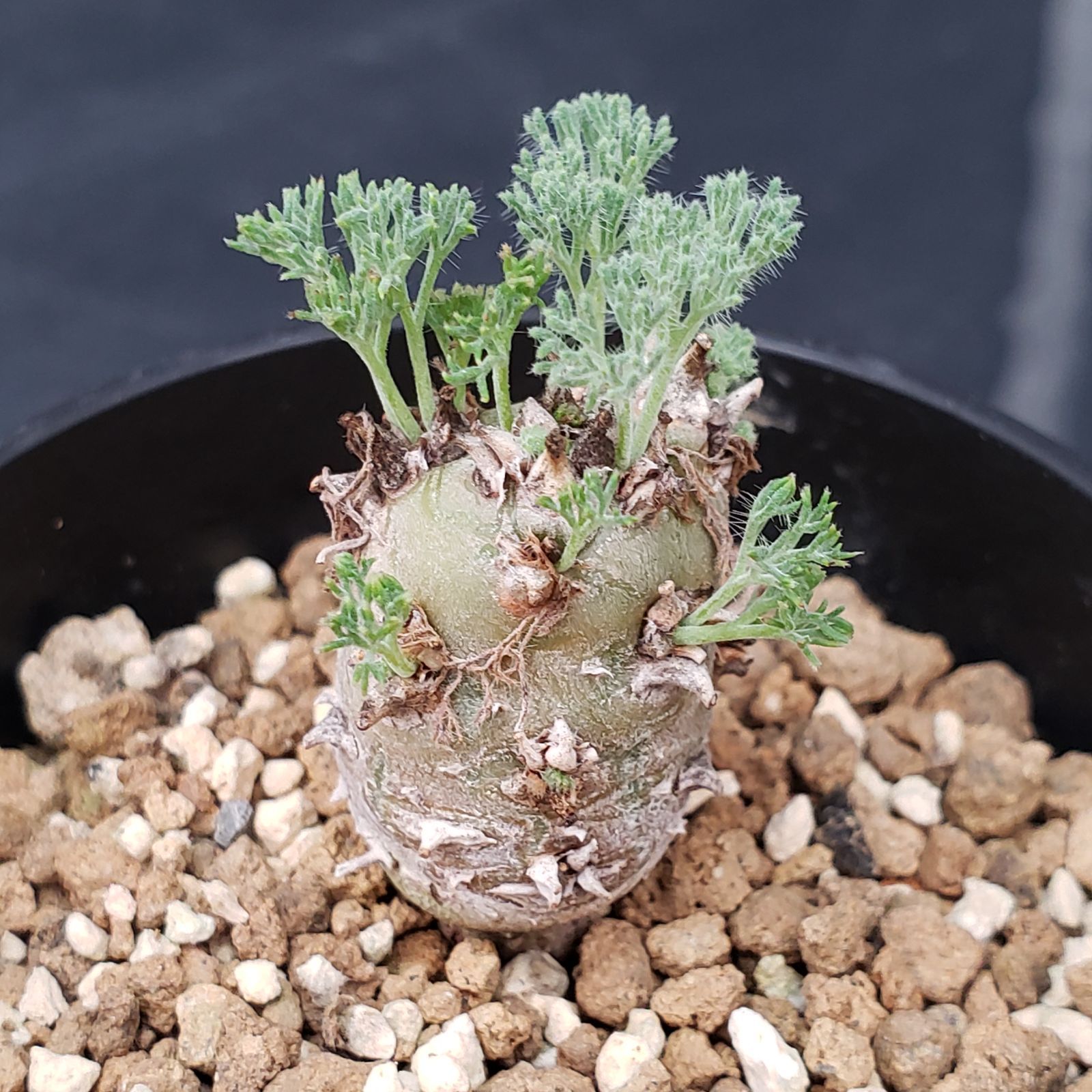 サルコカウロン　ペニクリナム　種子　5/12-1 サルコカウロン ペニクリナム 種子 5/12-1