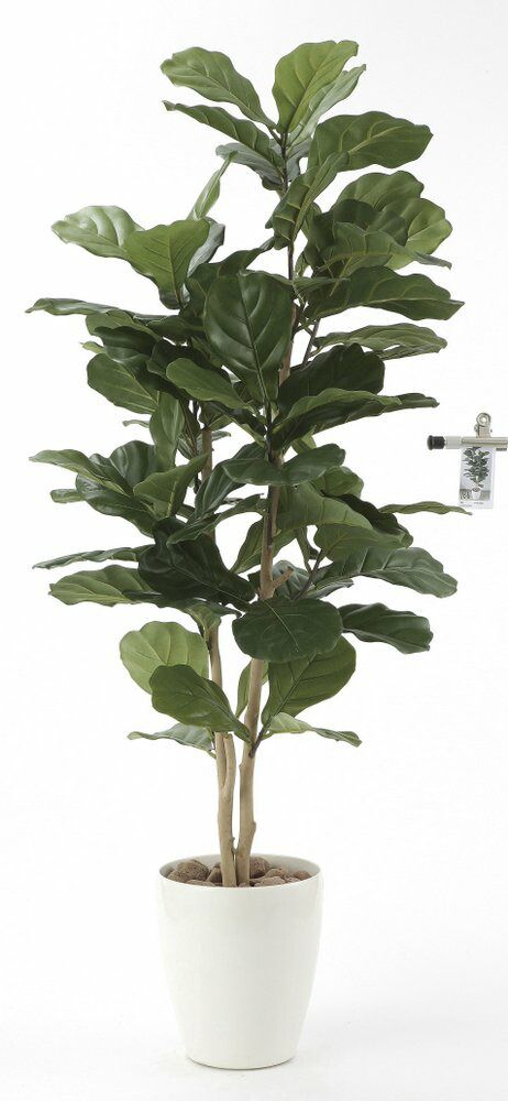 光触媒観葉植物 カシワバゴム1.35〔フロアタイプ(ハイサイズ)〕/光触媒 観葉植物 ウンベラータ フェイクグリーン 花 胡蝶蘭 開店祝い 開業祝い 誕生祝い 造花 アートフレーム おしゃれ 飾る 5Lサイズ