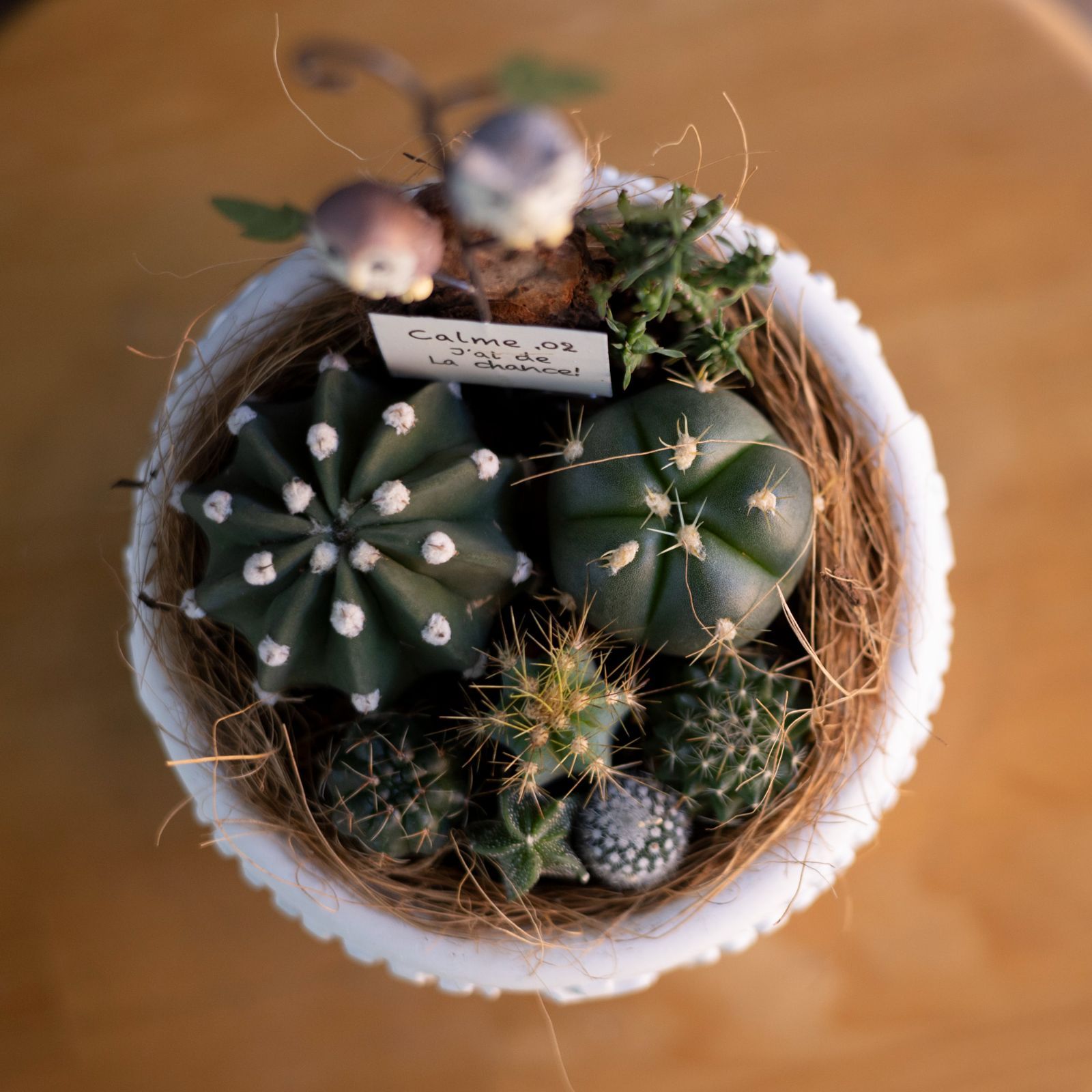 サボテン 寄せ植え 観葉植物 多肉植物 インテリア 4号 陶器鉢 ミニ