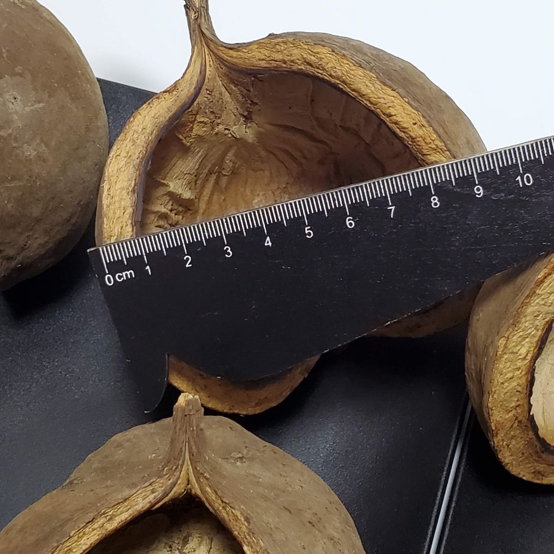 ブッダナッツ 割引有 16個セット L ナチュラル ハンドメイド花材 花材 クリスマス ウエルカムスペース ウェディング 贈り物 プレゼント 飾り物 インテリア花材 YUZUMIYA_COM