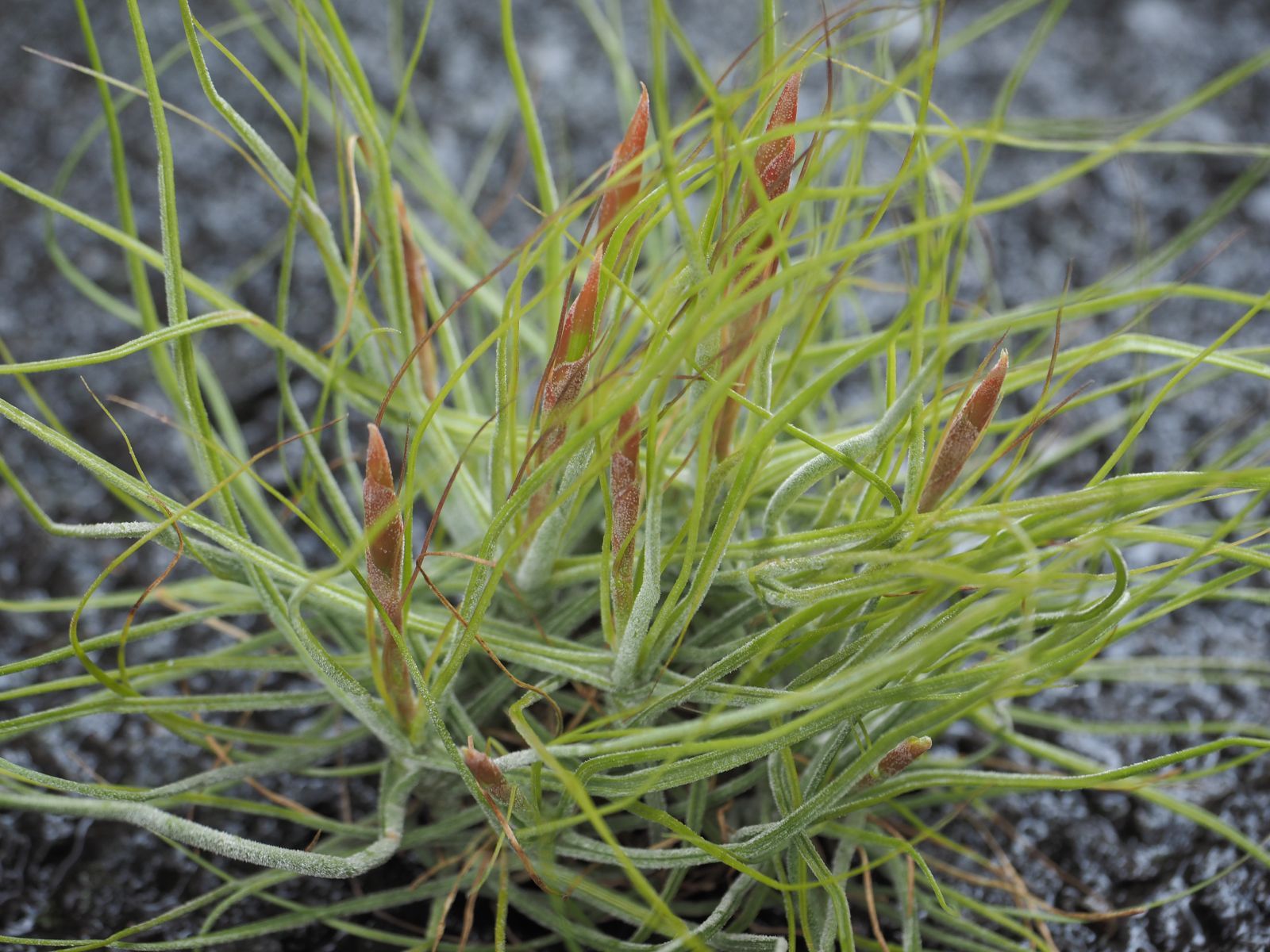 シーディアナ・レッド（クランプ） エアプランツ エアープランツ