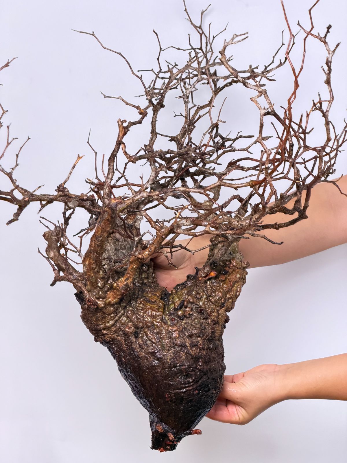 Operculicarya pachypus