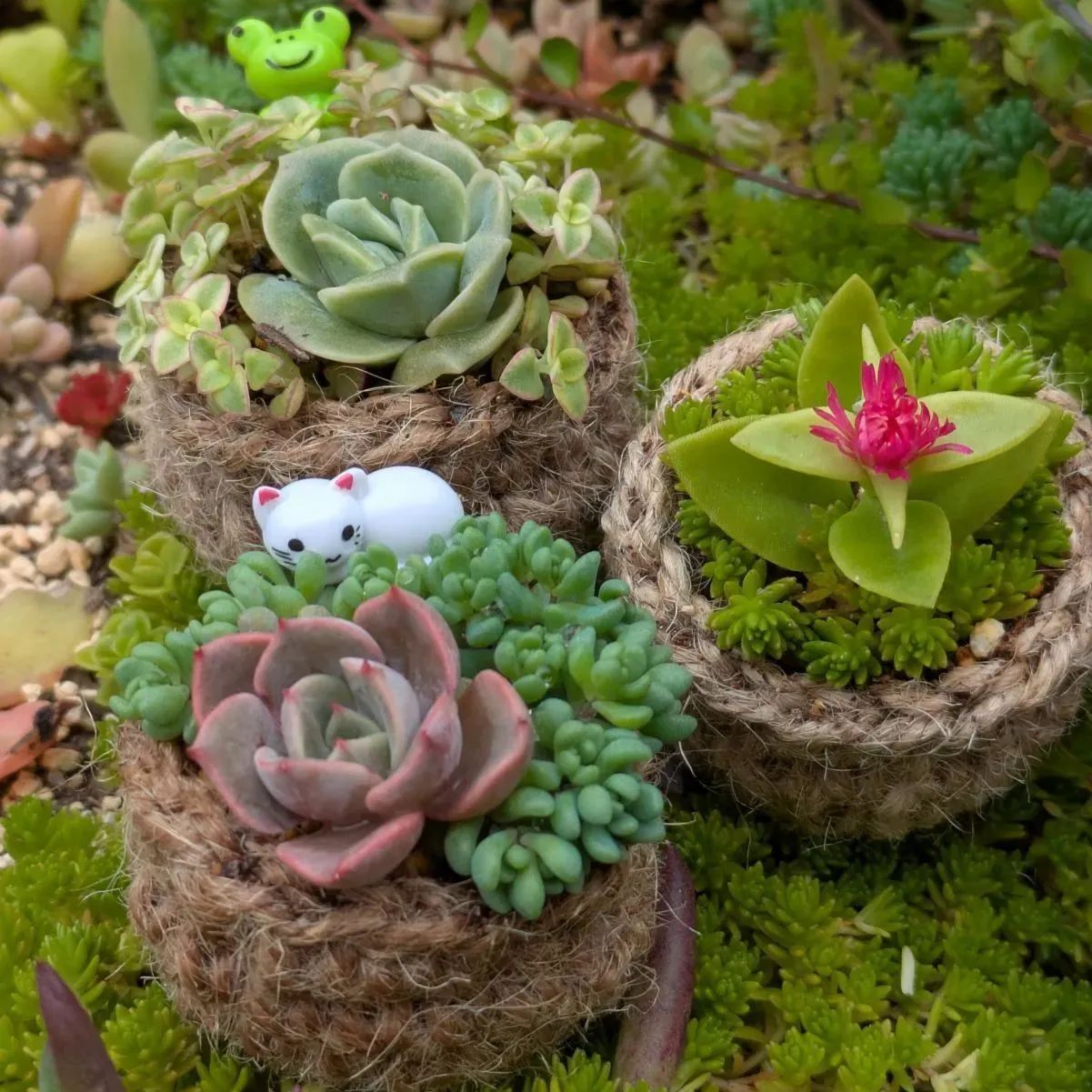 多肉植物 カット苗 寄せ植えセット 7.5センチ 多肉植物 寄せ植え苗セット |