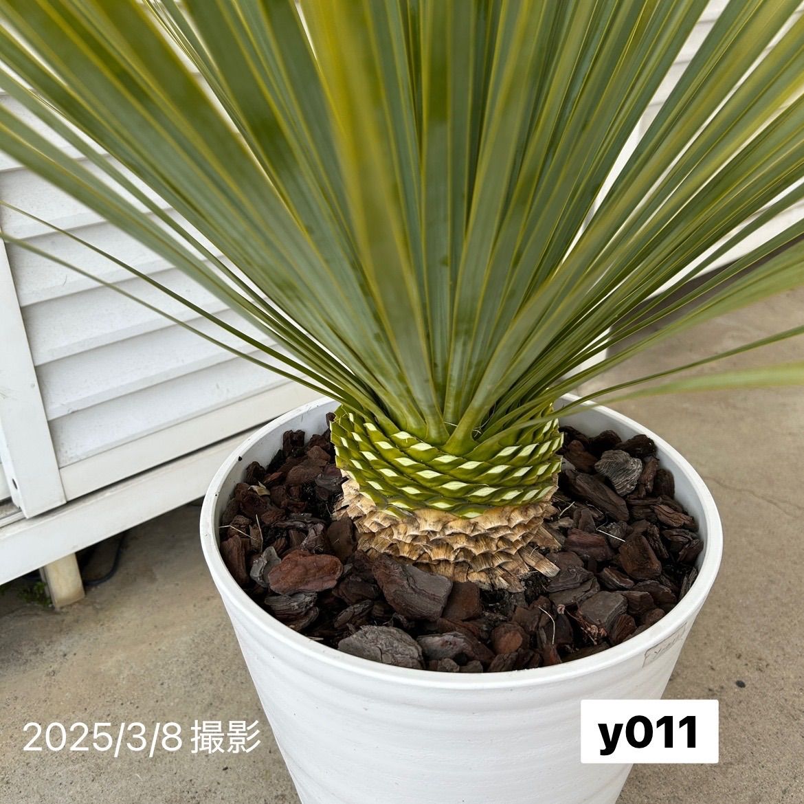 ユッカ ロストラータ ブルーサンダー 来週まで