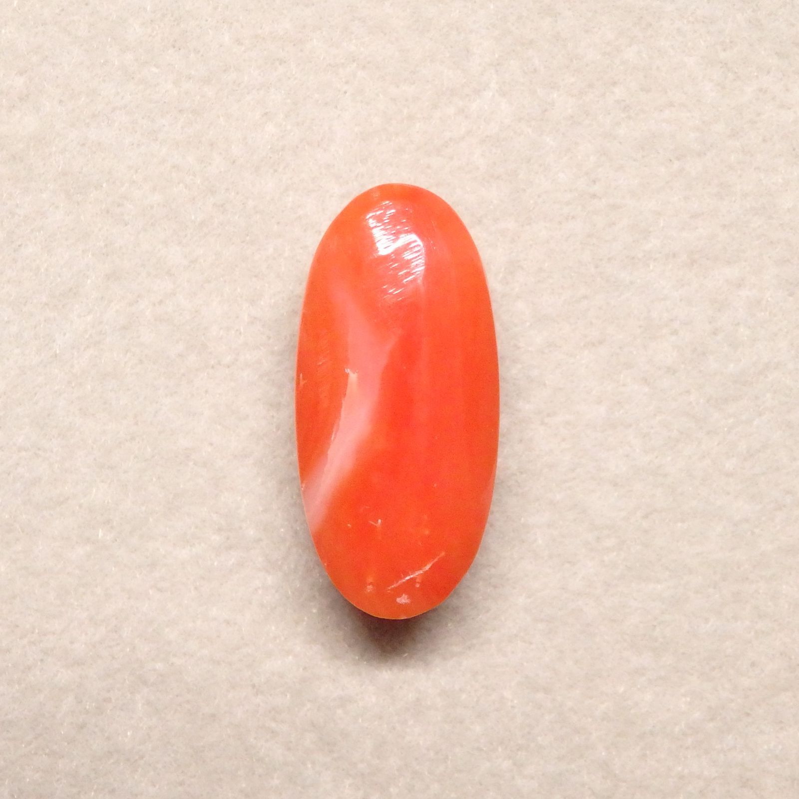 貝。サンゴ レプリカサンゴ｜ゼンスイ株式会社