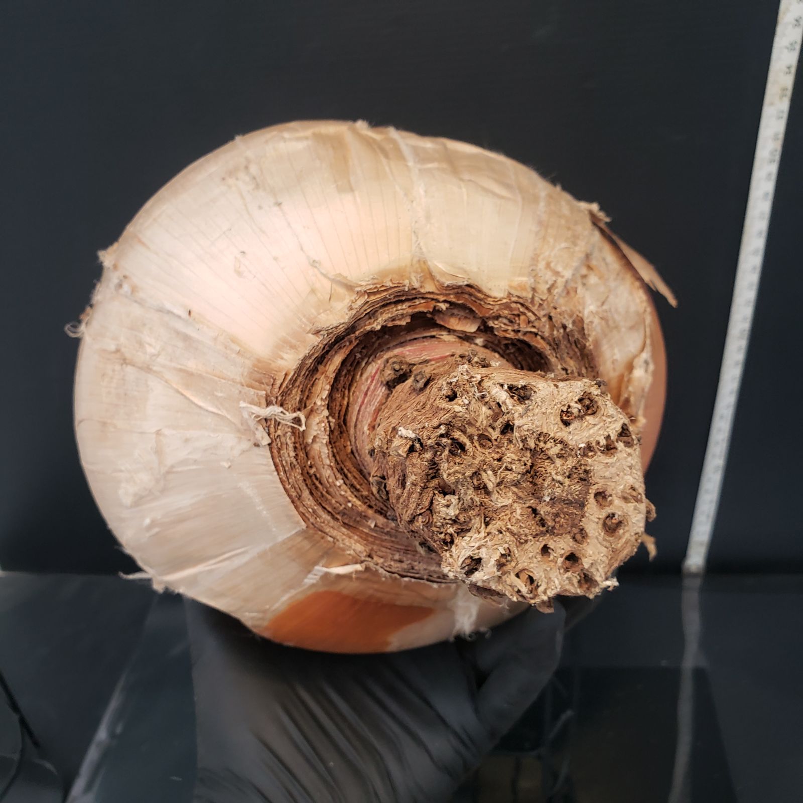 Boophane ハエマンソイデス