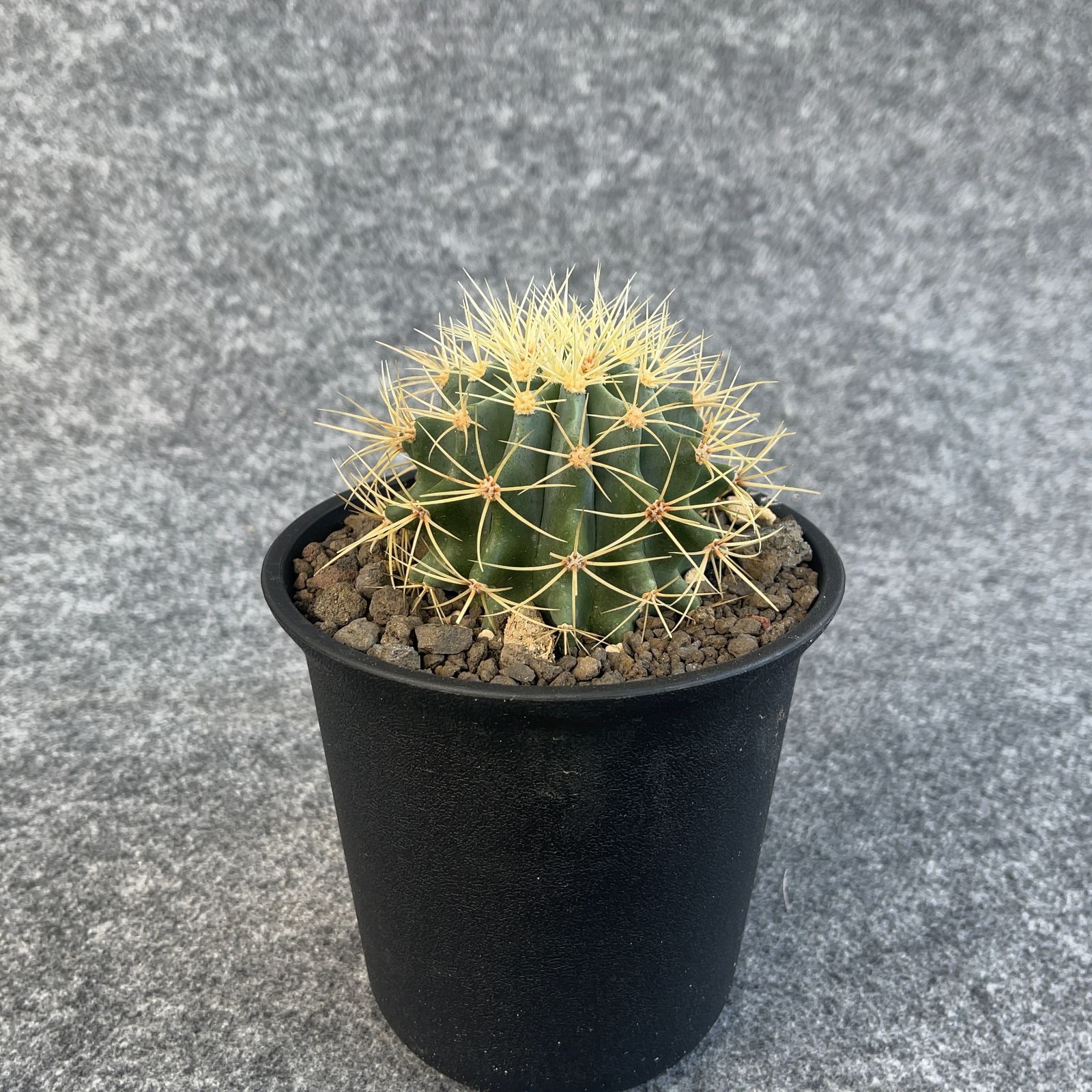 鉢ごと発送】サボテン 王冠竜(おうかんりゅう) Ferocactus glaucescens/5号鉢/サボテン・多肉植物【現品】 23-11-2-03  - メルカリ