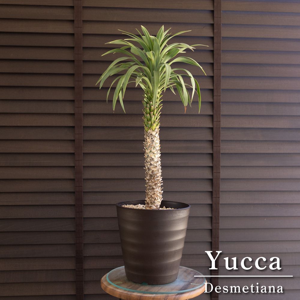ユッカ デスメティアーナ 7号 Yucca Desmetiana ヤシ 幹立ち
