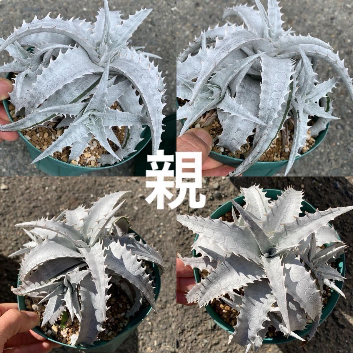 配送 Encholirium エンコリリウム ペディセラツム 希少種 pedicellatum