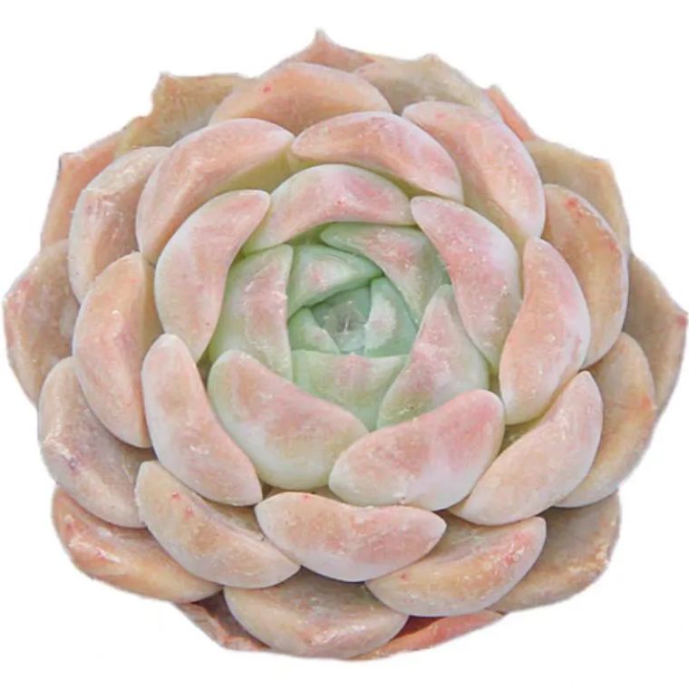 ひ*ろ様 B1508-5 粉花妖（ふんかよう） 16株 抜き苗