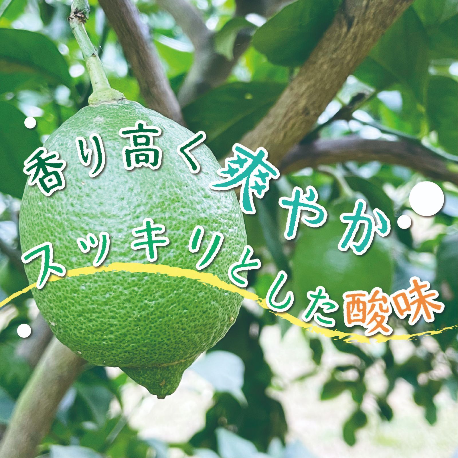 益子焼 お椀 島田恭子氏作 櫻　５客セット 益子焼 お椀 島田恭子氏作 櫻5客セット