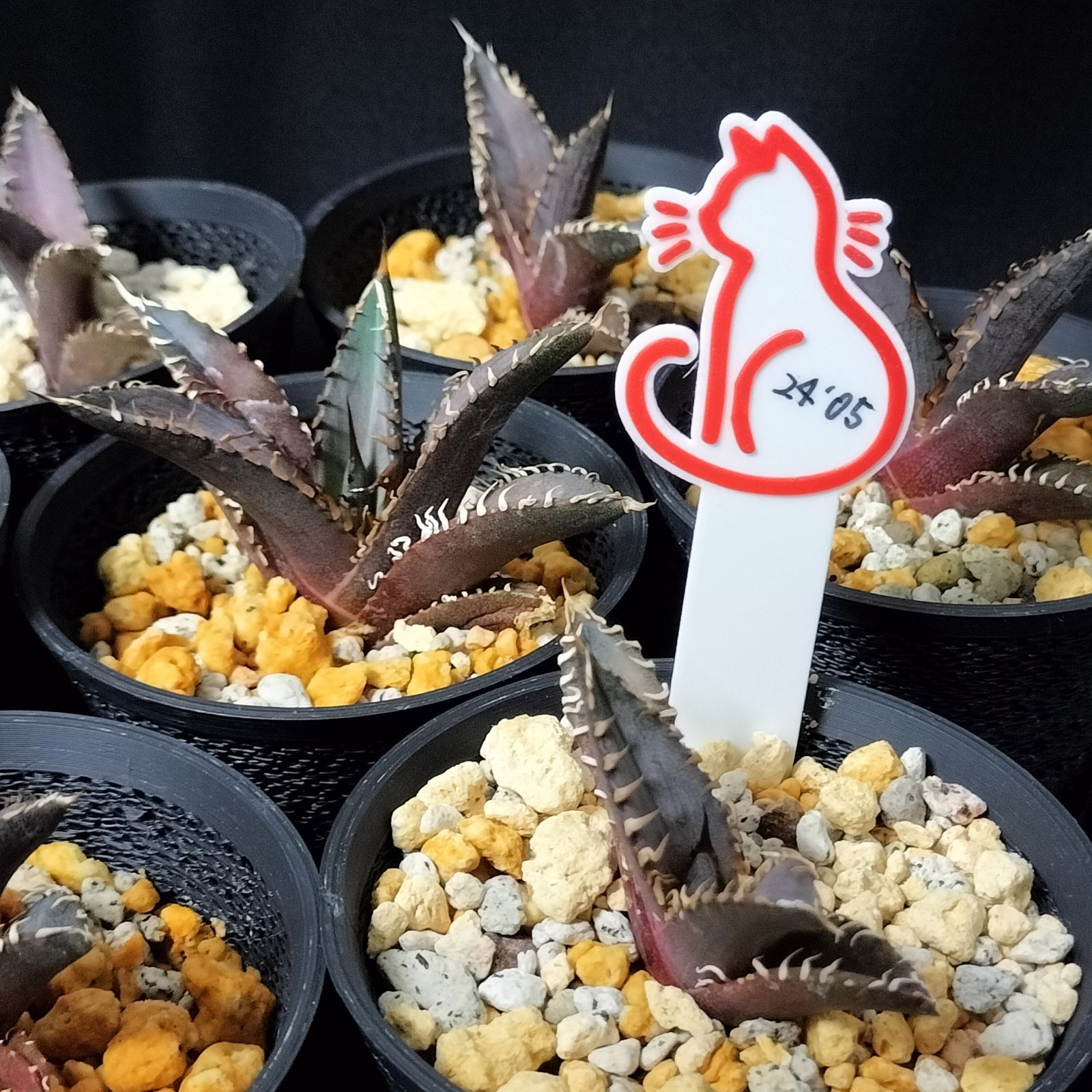 赤猫タグ 3個セット】プランツタグ ネームタグ ラベル アガベ チタノタ