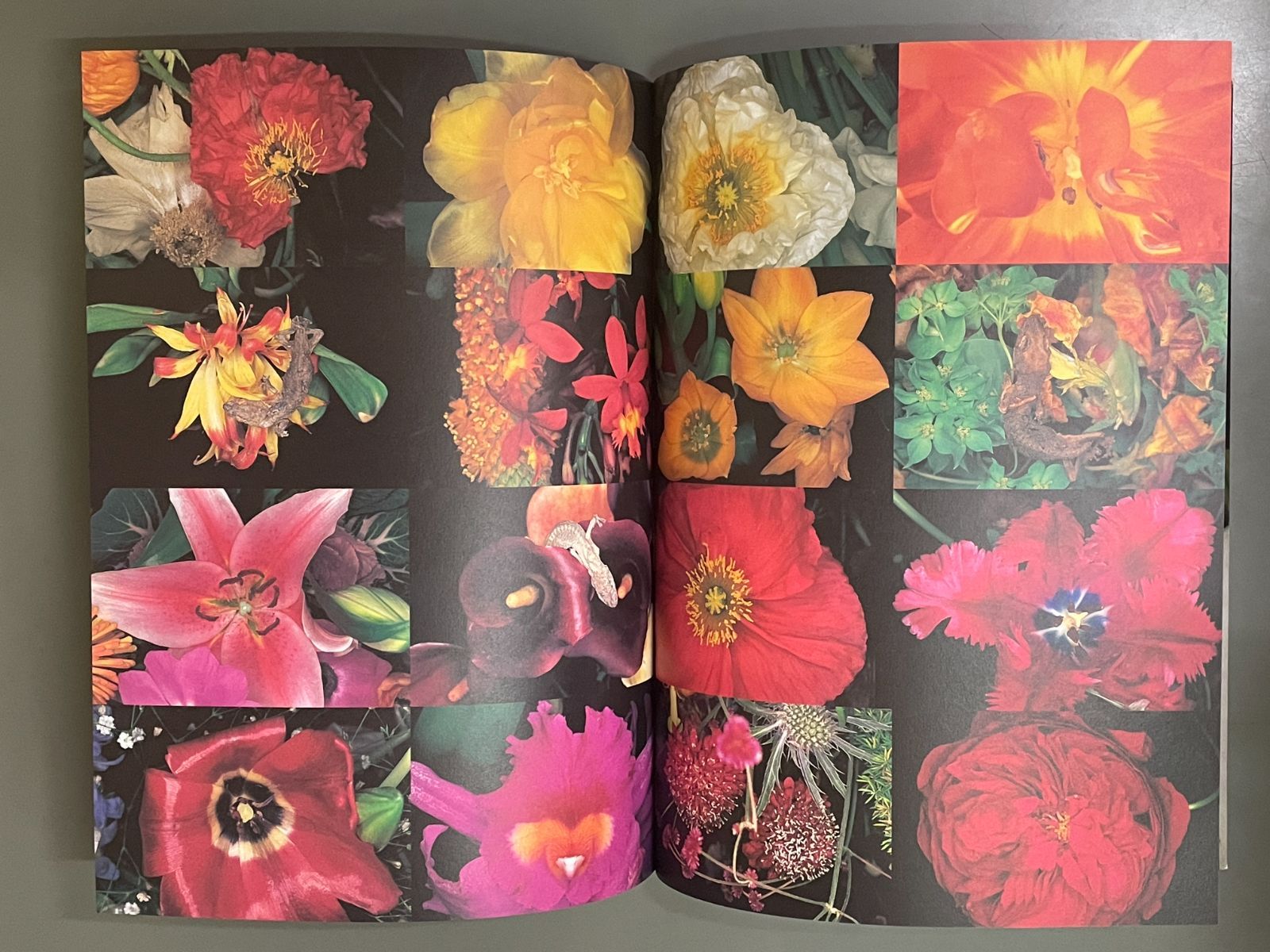 荒木経惟 ポラロイド写真 サイン入 額装 荒木経惟写真額 / 荒木経惟