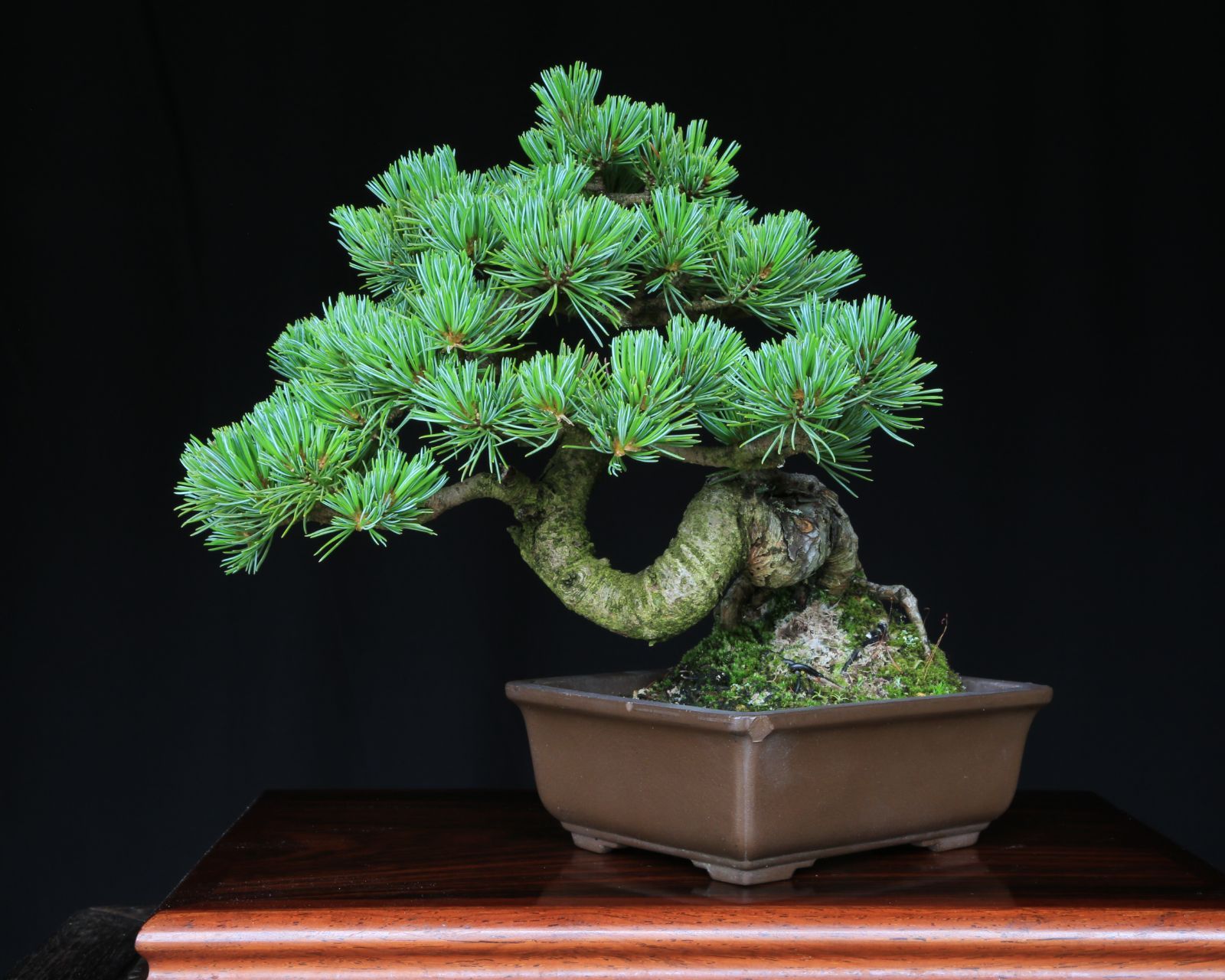 吾妻五葉松 八房品種【峰吾妻】ミネアヅマ 小品盆栽【泰寿園 Online