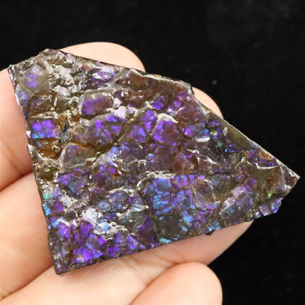 アンモナイト化石 13.0㎝(298) アンモナイト化石 13.0㎝(298) アンモナイト化石 13.0㎝(298