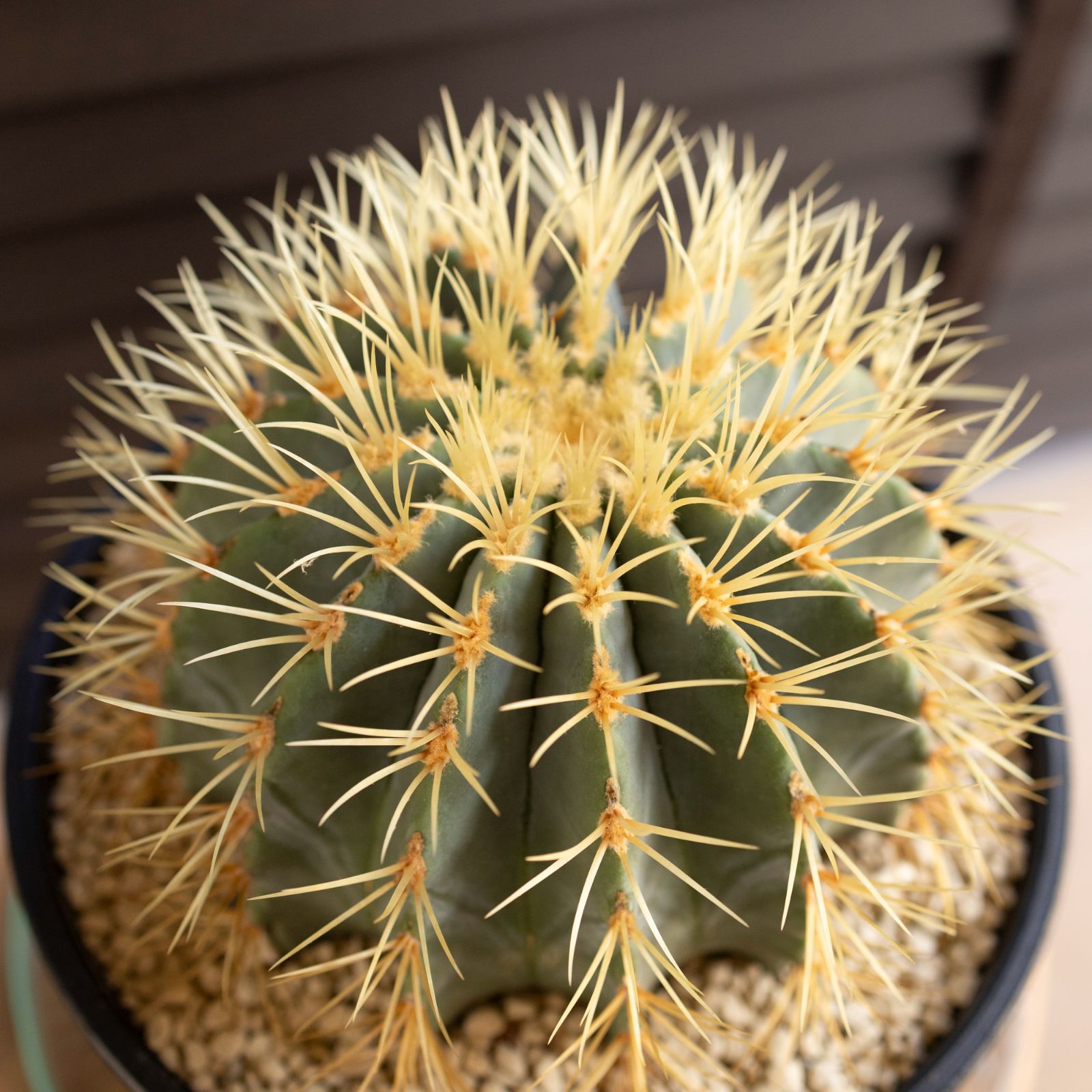 発根済】24cm 王冠竜 フェロカクタス ブルーバレルカクタス