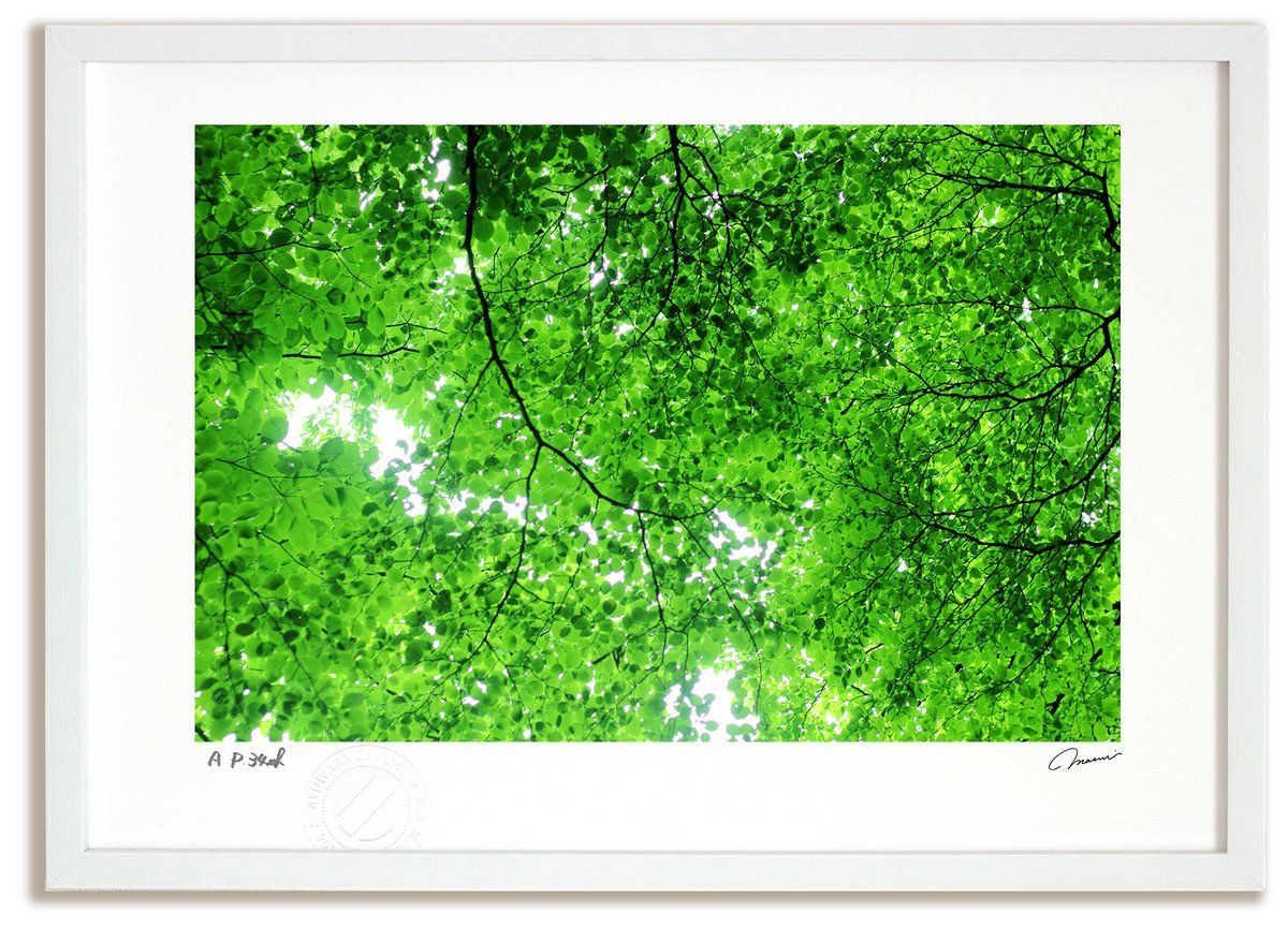 アートフォト 絵画 初夏のこもれび 2014 |木漏れ日 インテリア 額入り 額装込 風景画 油絵 ポスター アート アートパネル リビング 玄関 プレゼント モダン アートフレーム 飾る Mサイズ おしゃれ 壁掛け 絵