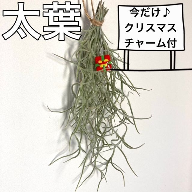 買取り実績 1束】Tillandsia 太葉❗️エアプランツ 【74】速達❗️生花