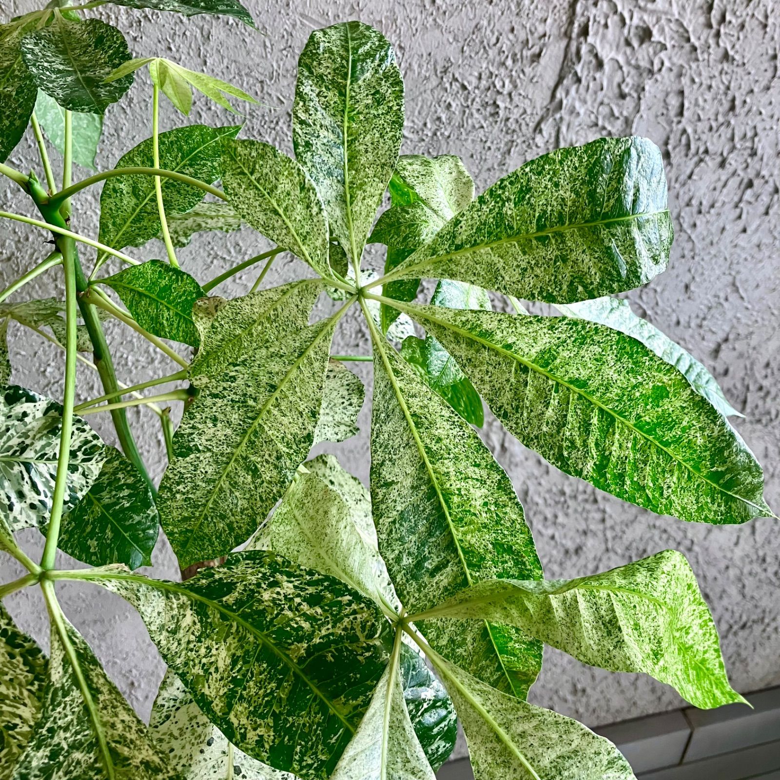 パキラ ミルキーウェイ 6号 色白さん 観葉植物 大型 671 パキラ ミルキーウェイ 6号 色白さん 観葉植物 大型 671 パキラ