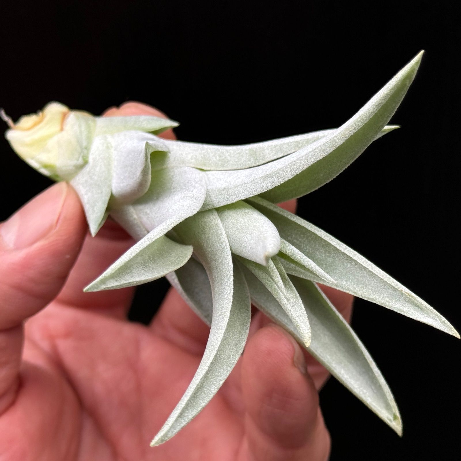 チランジア ハリシー × キセログラフィカ Tillandsia harrisii