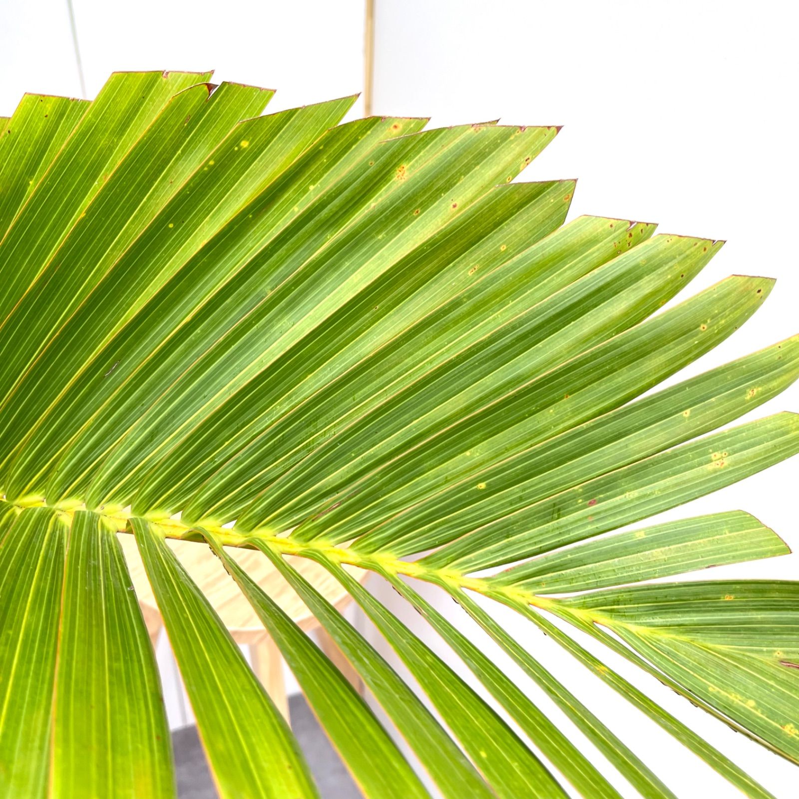 超お買い得！ トックリヤシ ボトルパーム 現品 観葉植物 室内 大型 激売れ！