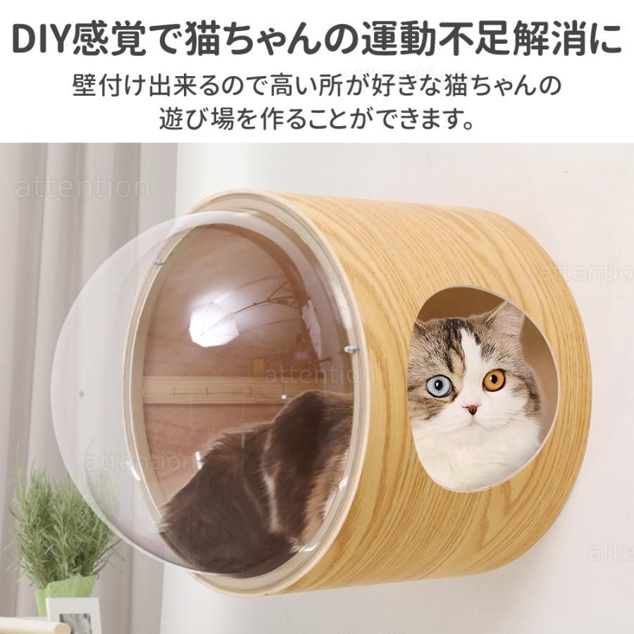 透明 猫