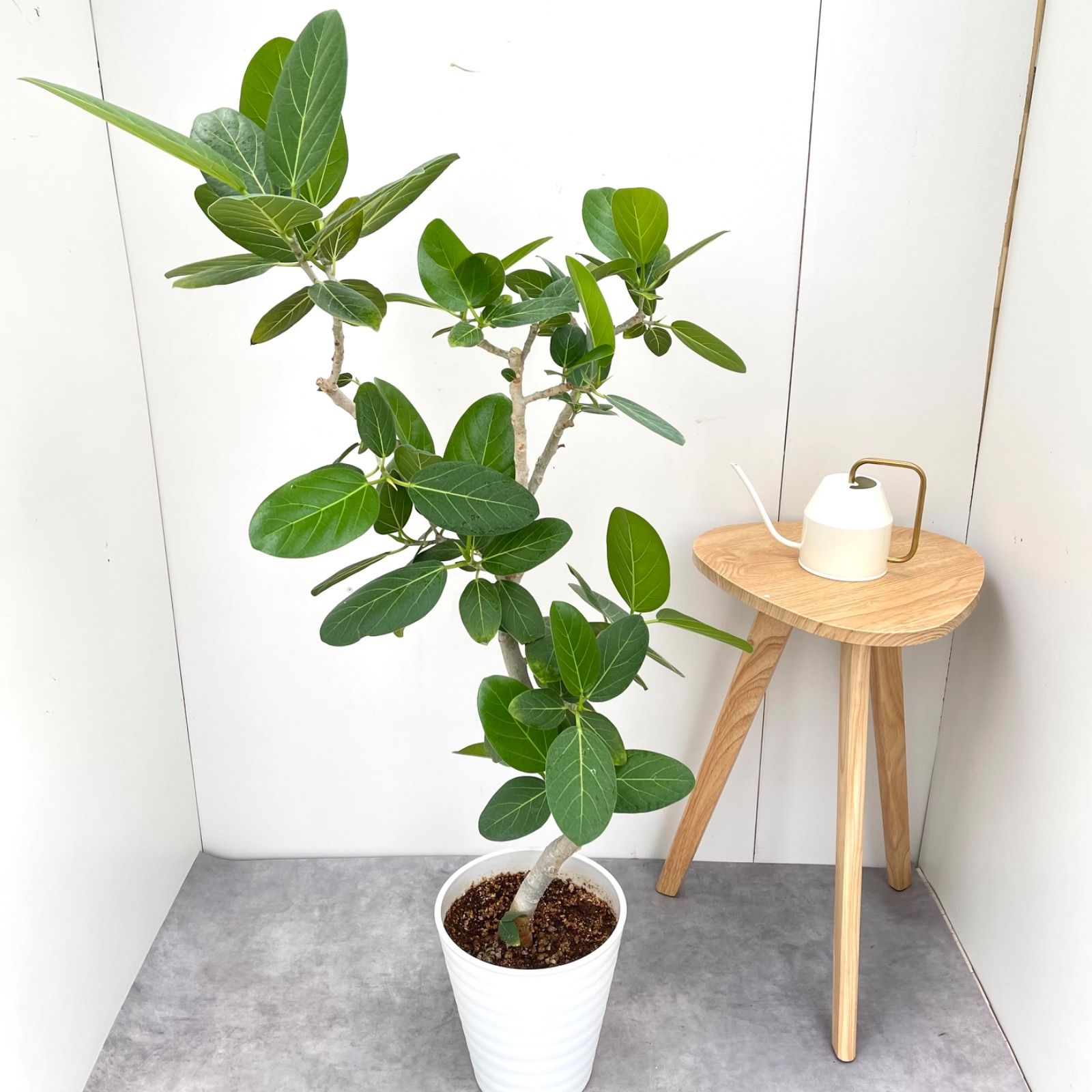 フィカス ベンガレンシス 曲がり 1【現品】観葉植物 大型 室内