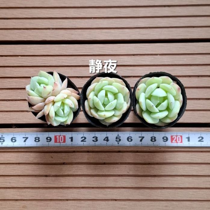 多肉植物『静夜』3苗セット 抜き苗 - メルカリ