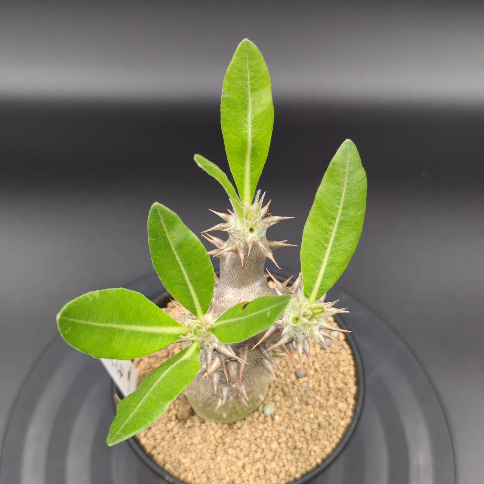 パキポディウム・ホロンベンセ【カクタス長田 特選品】 - メルカリ