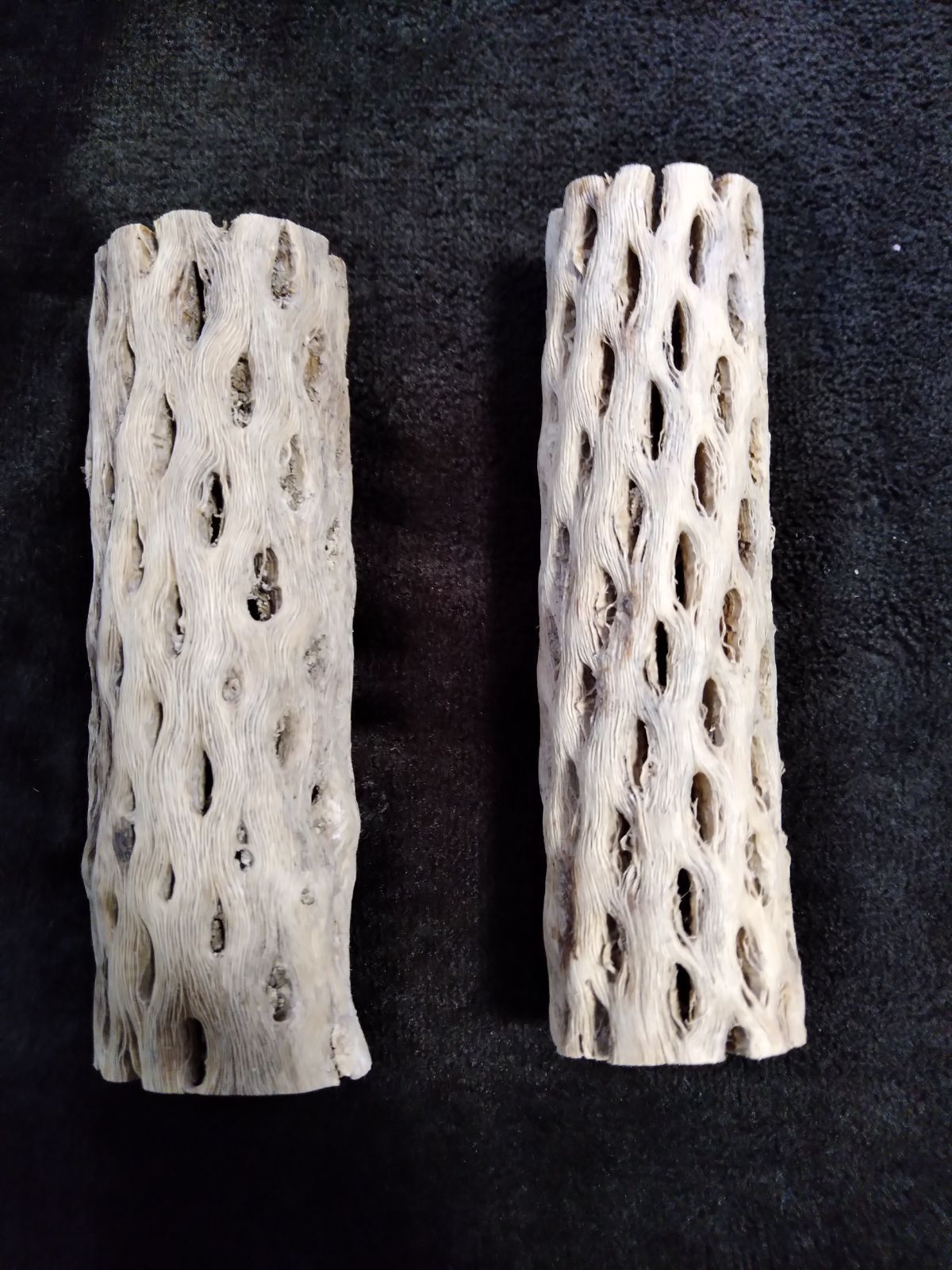 カクタススケルトン サボテンの骨 2本セット - メルカリ