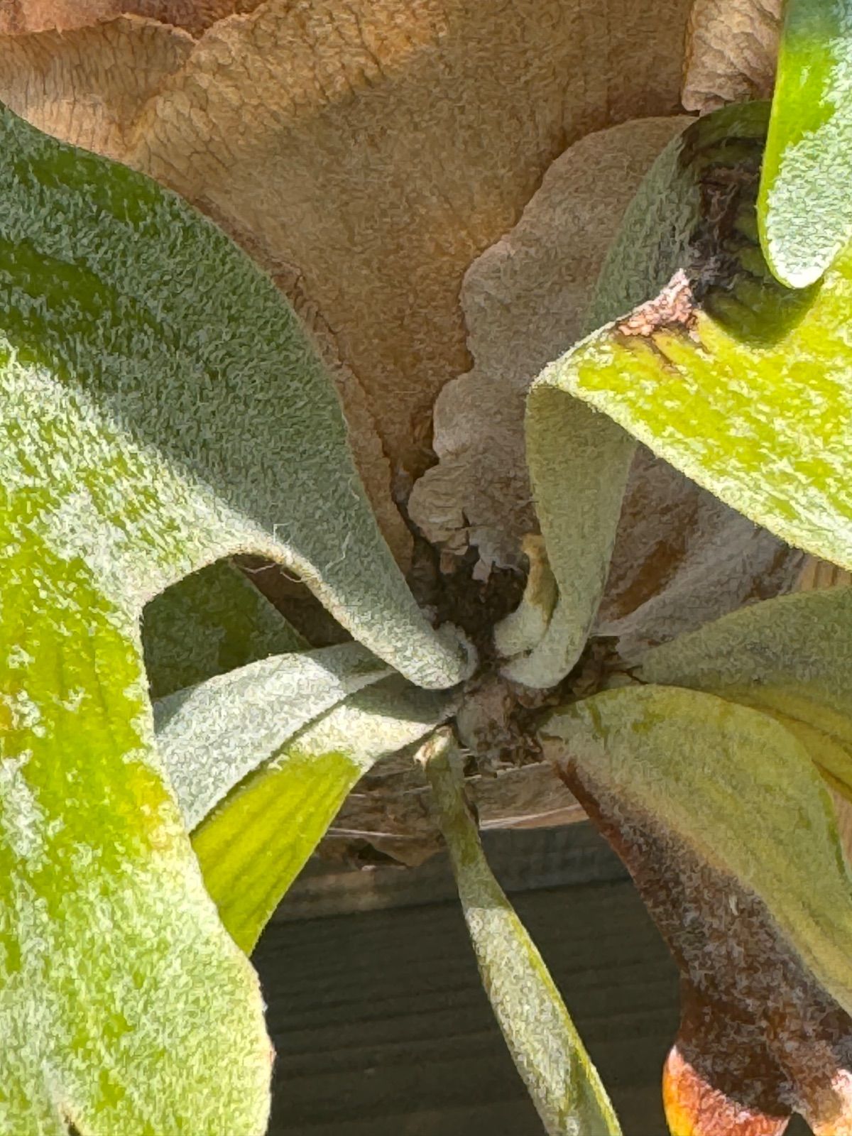 p.BTSS bifurcatum borthong short special ビカクシダ BTSS