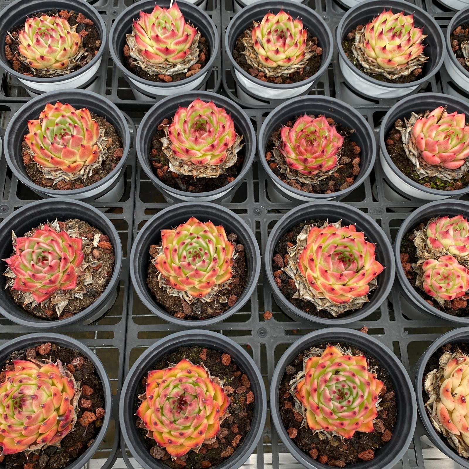 LB1329×40 プロラ