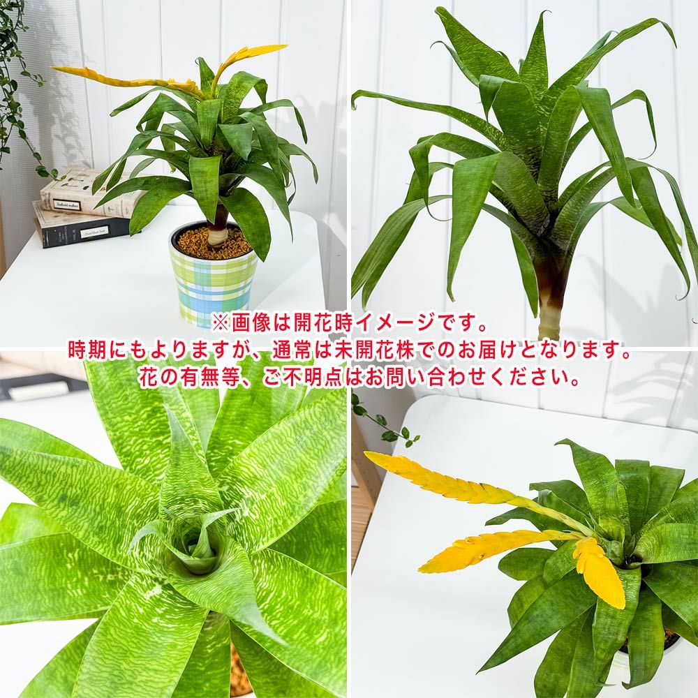 PLANCHU 観葉植物 フリーセア オスピナエ 4号鉢 受け皿付き 育て方説明 