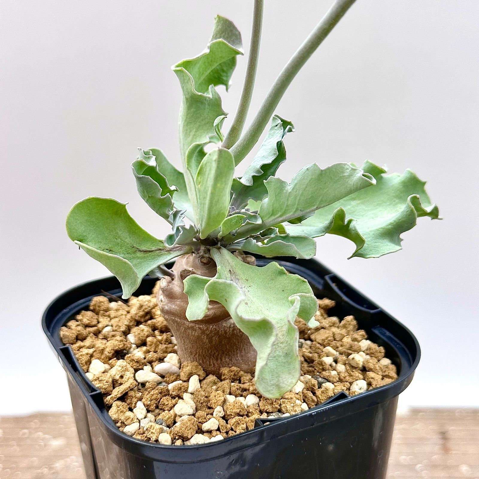 レア実生苗！ オトンナ リトラリス 多肉植物 塊根植物