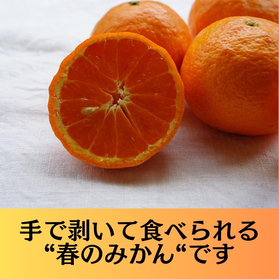 春みかん カラマンダリン10kg