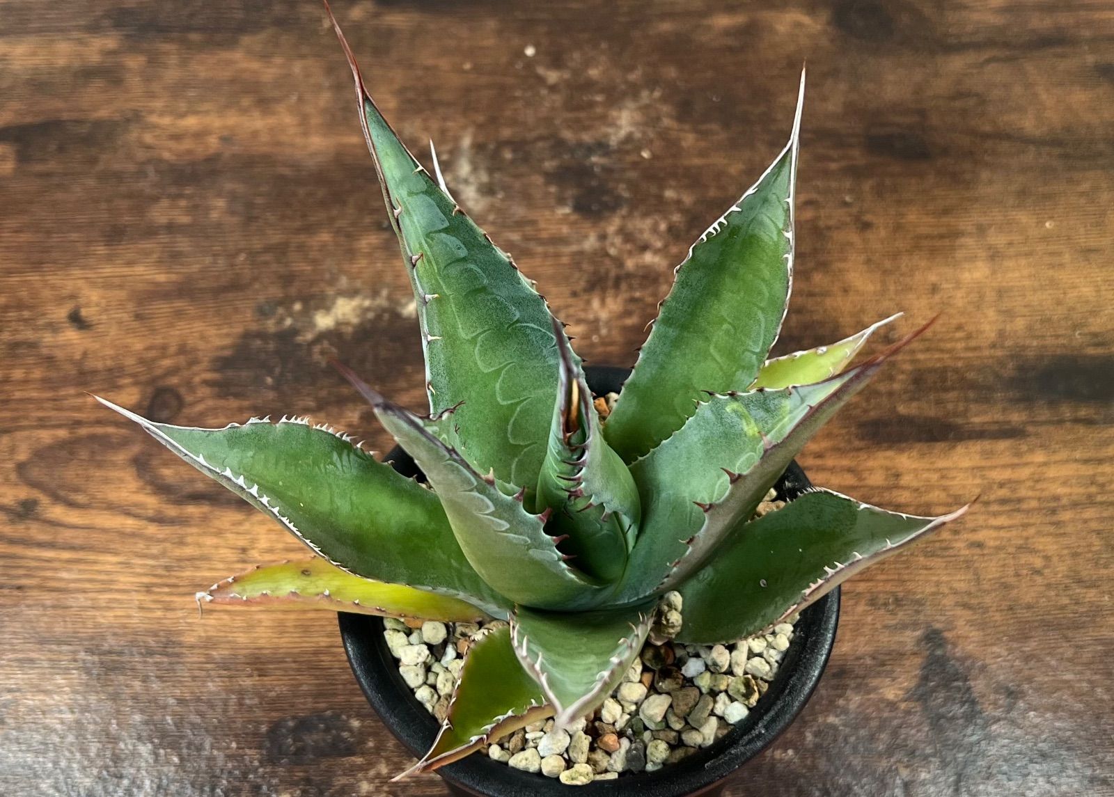 Agave/アガベ 'ShawParr' (Shawii x parrasana) シャウィー×パラサナ