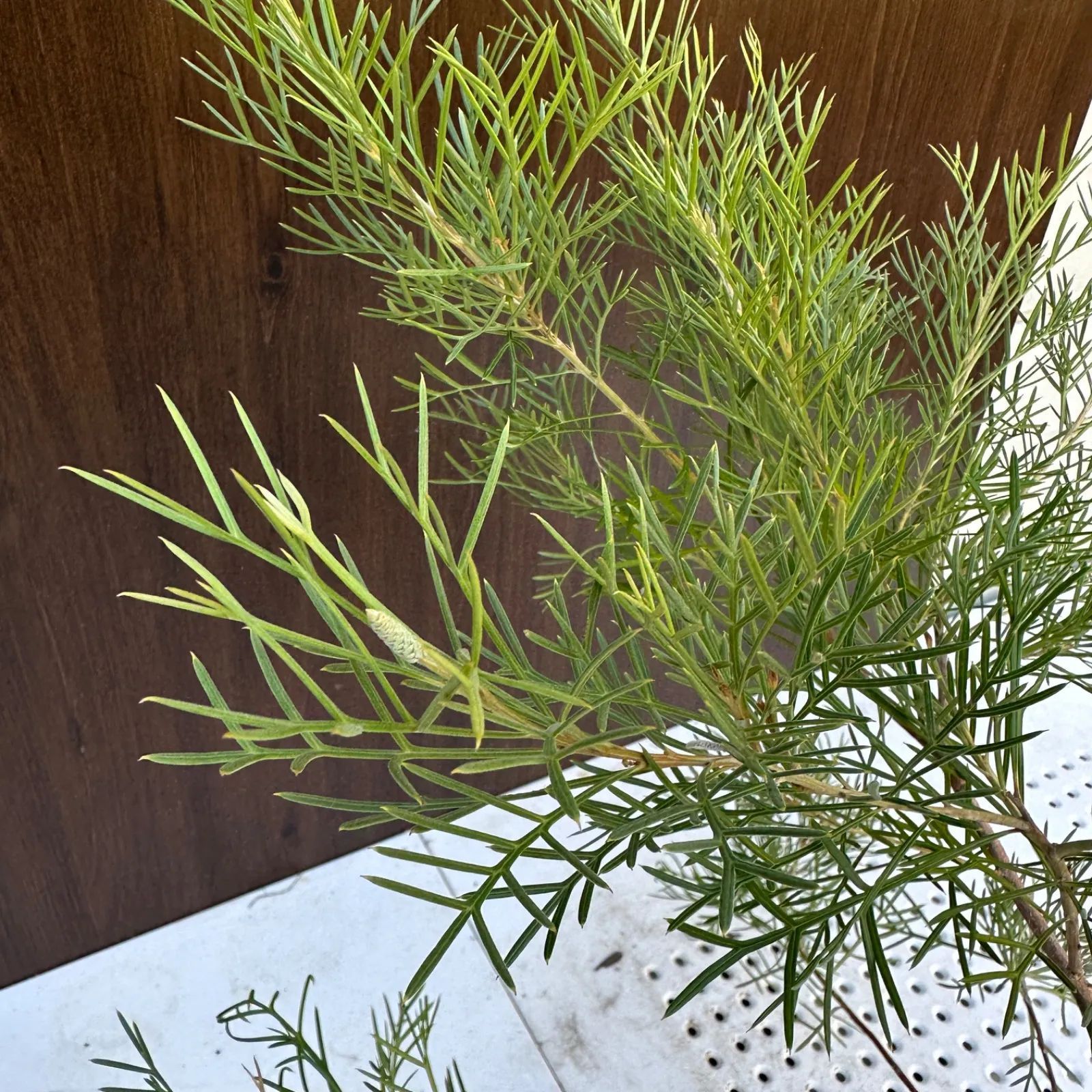 現品】④ グレビレア キングスセレブレーション 4号 蕾複数 開花中