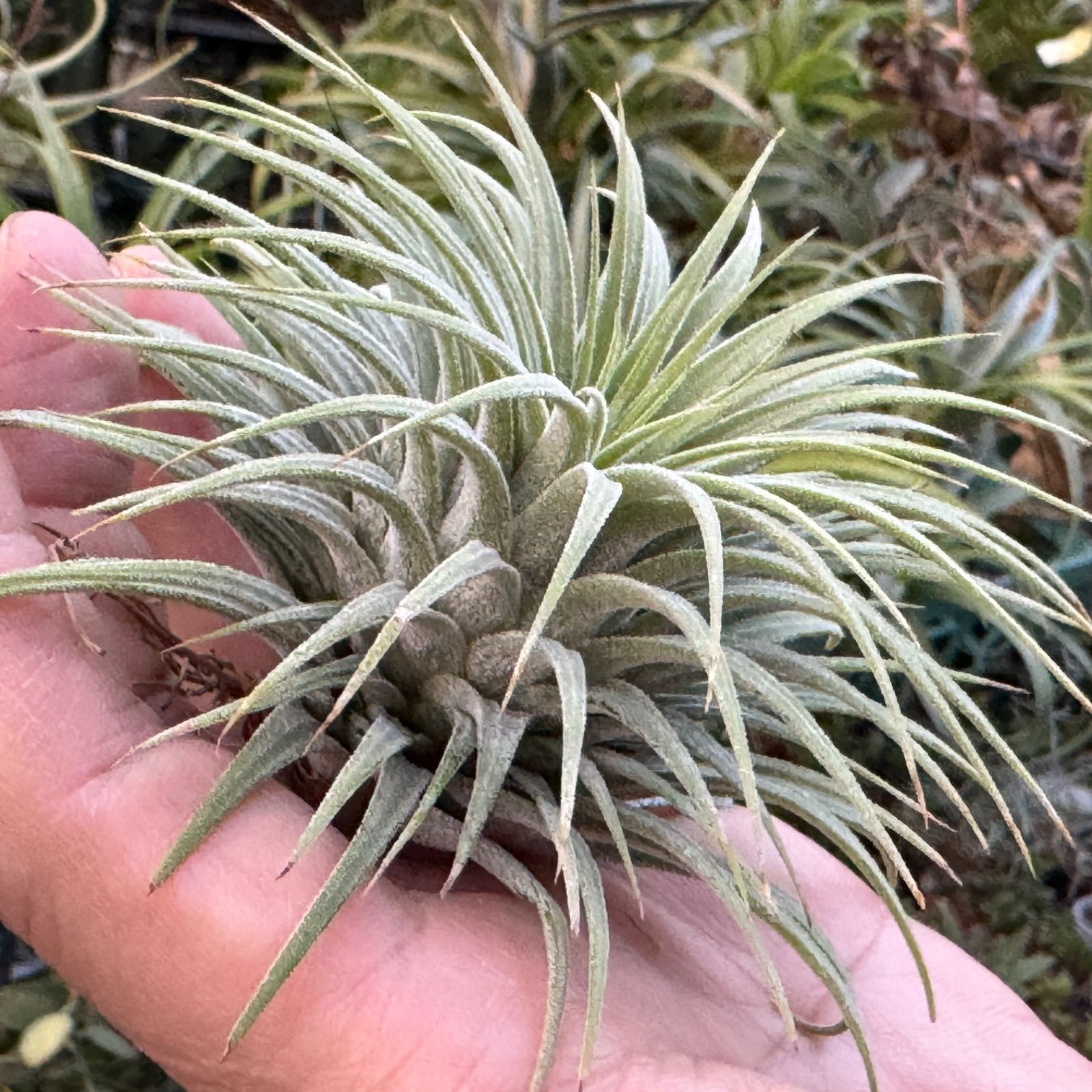 チランジア イオナンタ スノーボール Tillandsia Ionantha Snowball