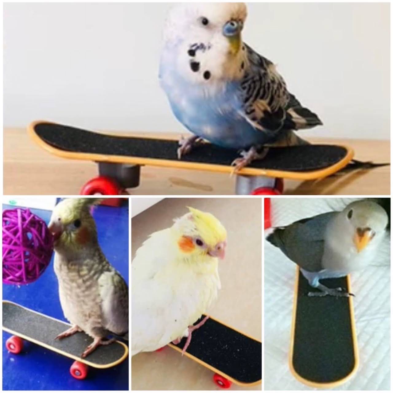 インコ 鳥 ミニ スケートボード バードトイ ストレス解消 玩具 飾り 装飾