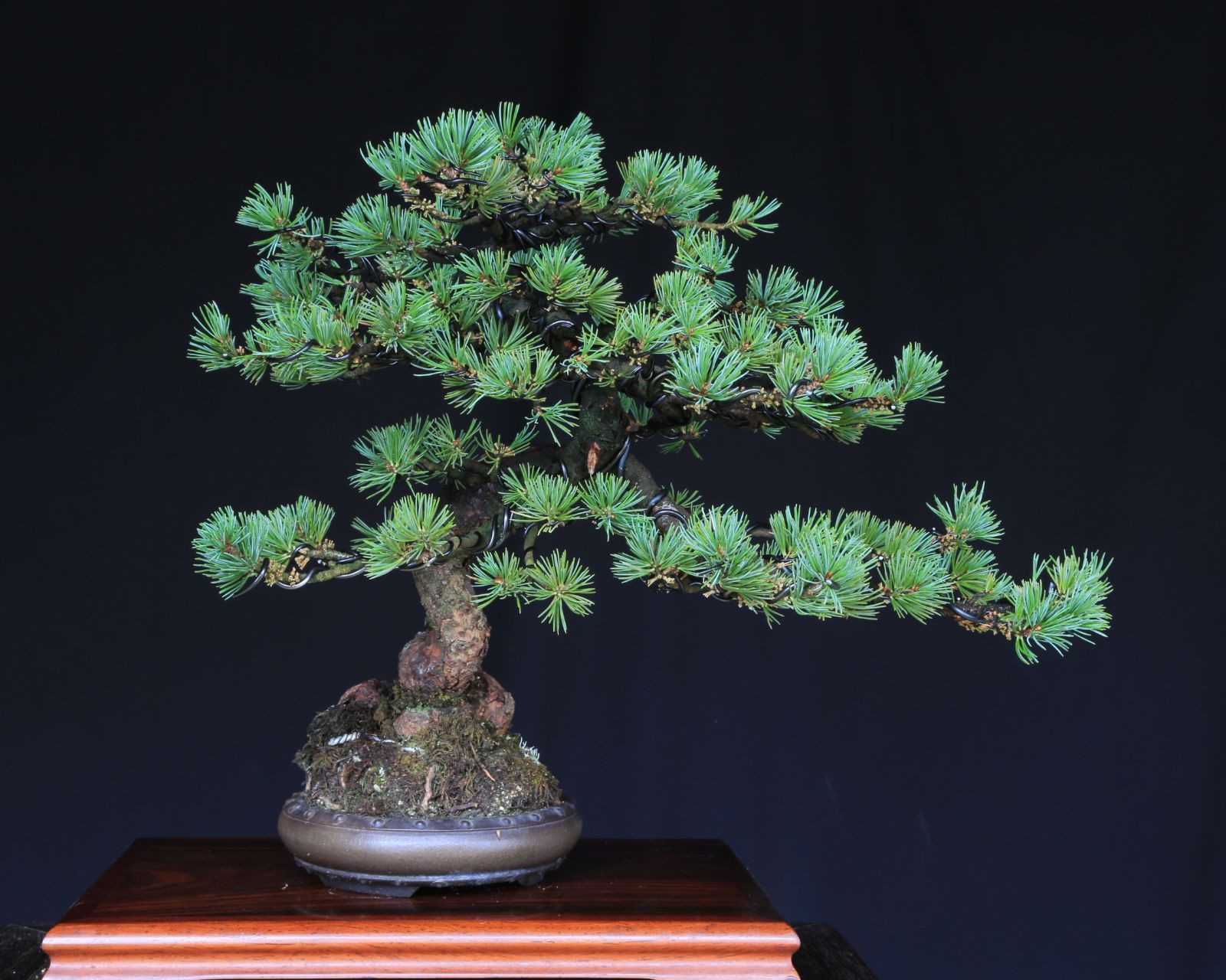 吾妻五葉松 大巓性