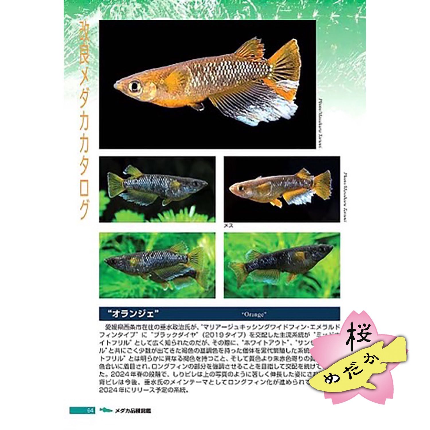 メダカ百華vol.4〜8 メダカ品種図鑑・AQUA LIFE・めだかstyle メダカ百華vol.4〜8 メダカ品種図鑑・AQUA LIFE・めだかstyle