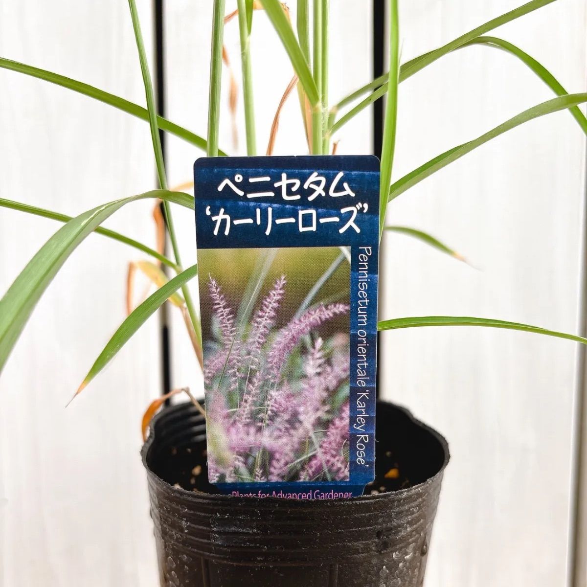 ピンクの穂☆ ペニセタム カーリーローズ - メルカリ