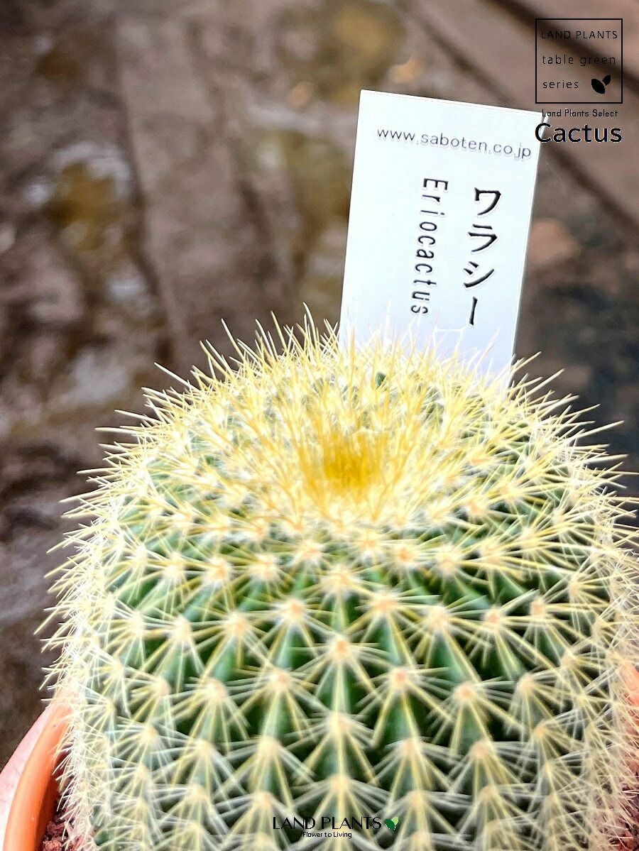 多肉植物】 サボテン（エリオカクタス・ワラシー） 3号 茶色