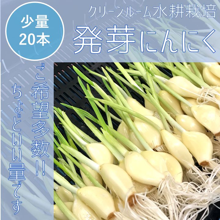 発芽にんにく2０本！！ レシピ付き スプラウト - 野菜