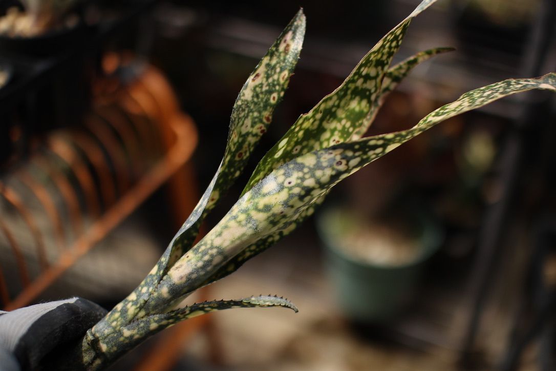 Billbergia 'Ivory Tower' - メルカリ