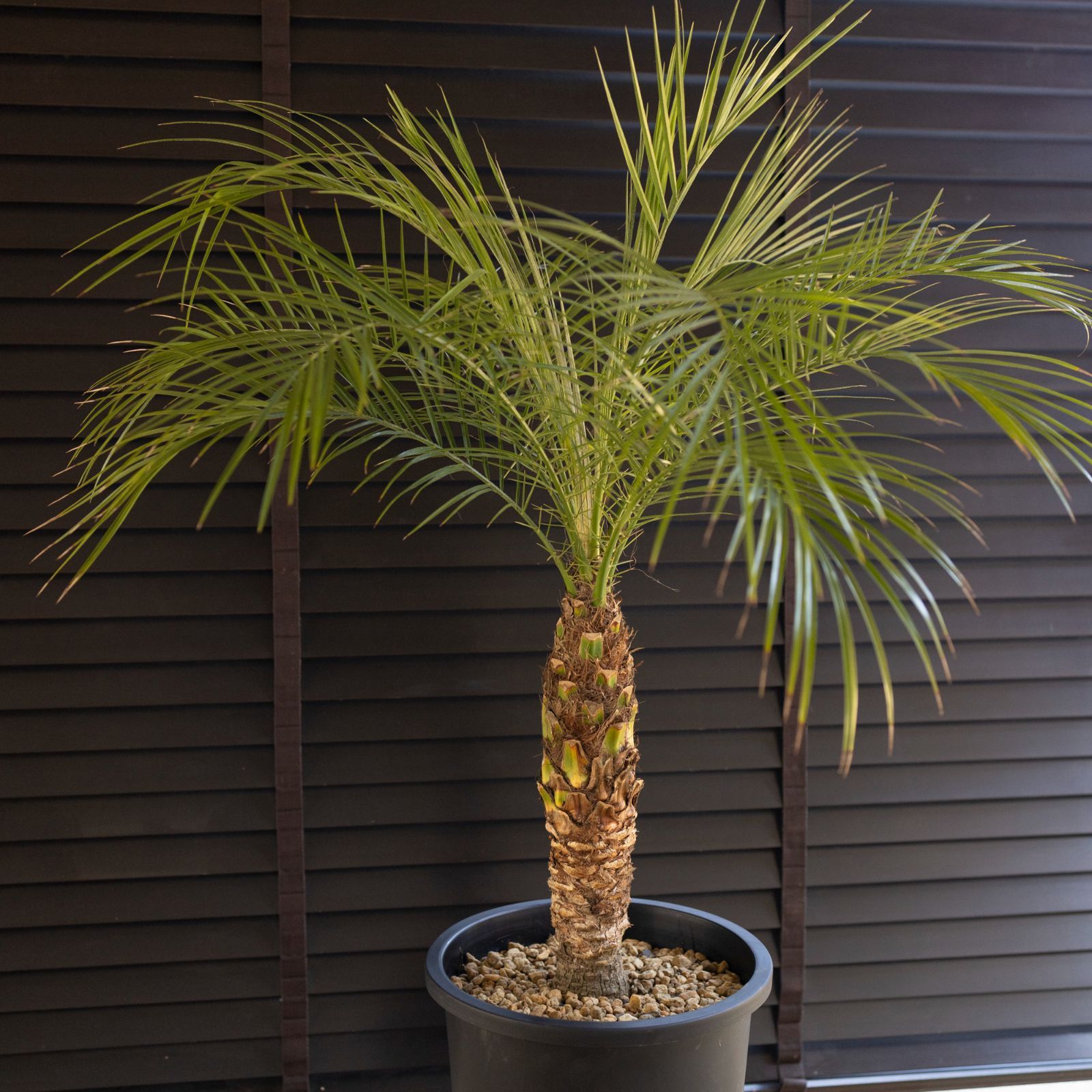 南国】フェニックスロベレニー ヤシの木