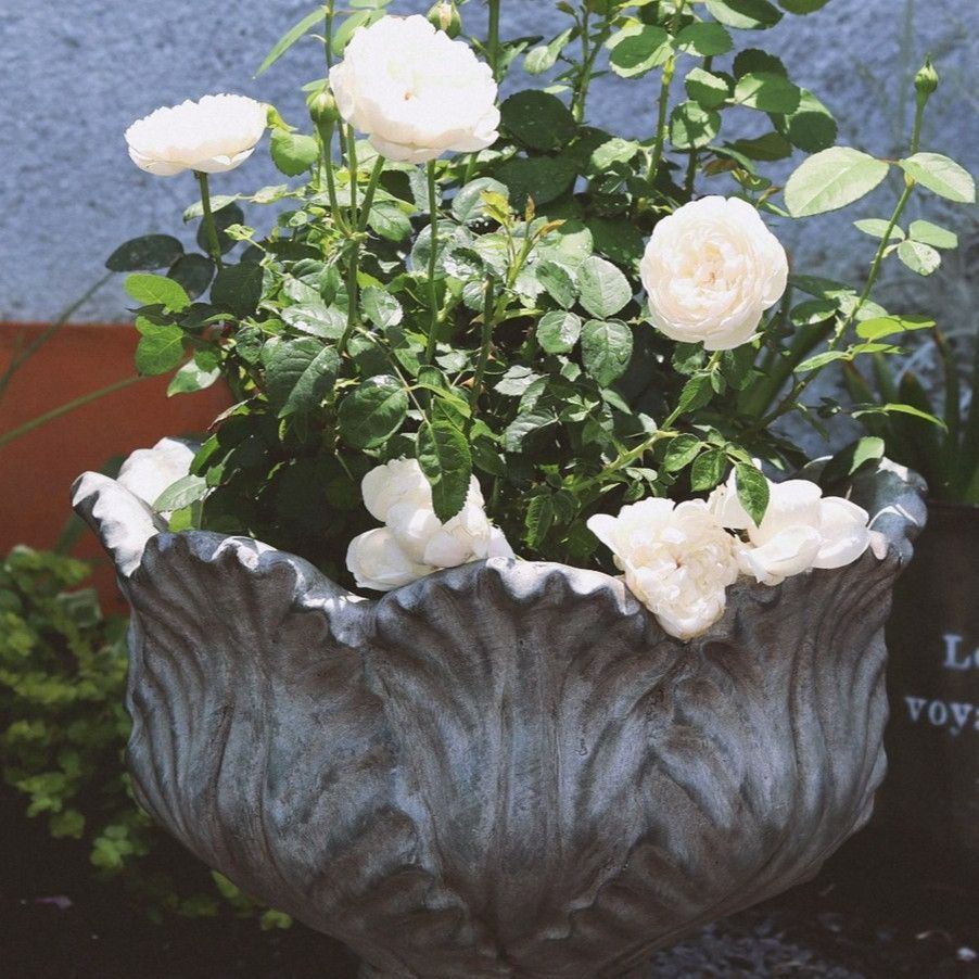 専用帯3253 3241 3254 3251 四点セット ●高級 正絹 本場筑前 帯2500 高級 正絹 本場筑前博多織 夏帯 全通 名古屋仕立て